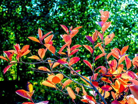 red autumn leaves on the branches of black-fruited mountain ash on a blurred natural backgroundの写真素材