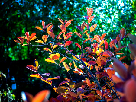 red autumn leaves on the branches of black-fruited mountain ash on a blurred natural backgroundの写真素材
