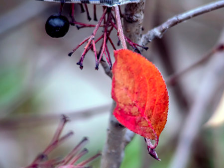 red autumn leaves on the branches of black-fruited mountain ash on a blurred natural background