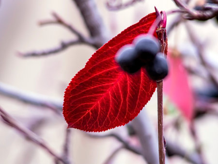red autumn leaves on the branches of black-fruited mountain ash on a blurred natural backgroundの写真素材