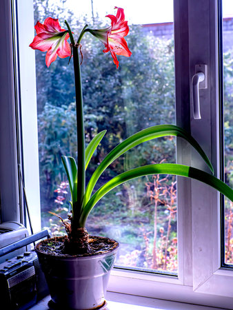 gentle beautiful large red Amaryllis flowers on the windowsillの写真素材