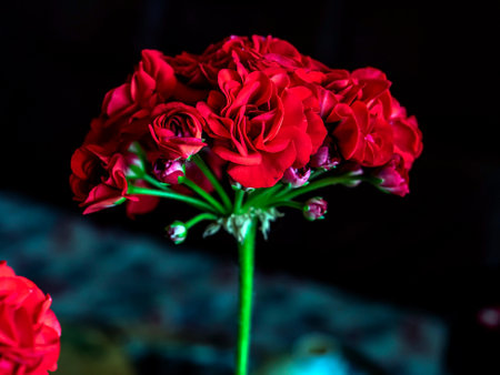 terry flowers of red geranium on a blurred background, macro, flowers in the interior