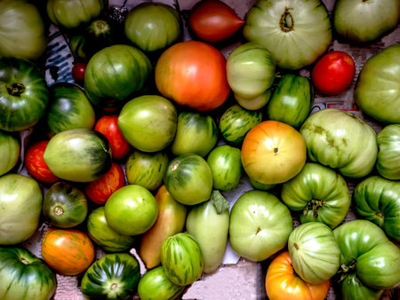 unripe multicolored tomatoes ripen on a towel, macroの写真素材