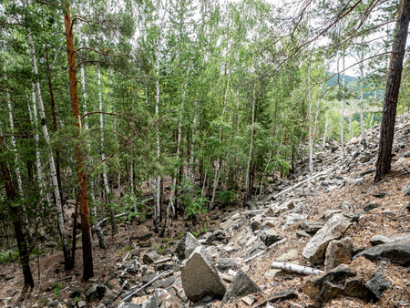 trees growing on the stone slopes of the Ural mountains