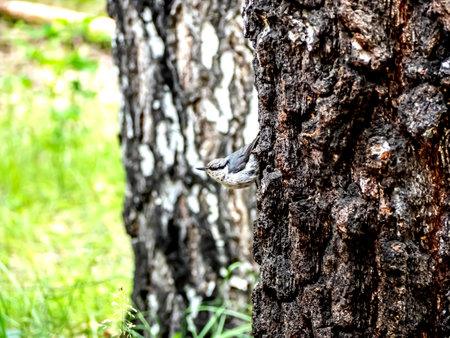 small gray forest bird with the Latin name Sitta europaea on the trunk of a birch tree, the protective coloration makes it inconspicuous against the background of the barkの写真素材