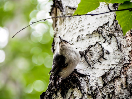 small gray forest bird with the Latin name Sitta europaea on the trunk of a birch tree, the protective coloration makes it inconspicuous against the background of the barkの写真素材