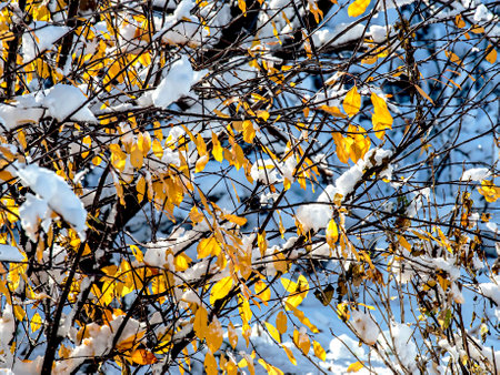branches of trees with yellow leaves covered with snow in late autumnの写真素材