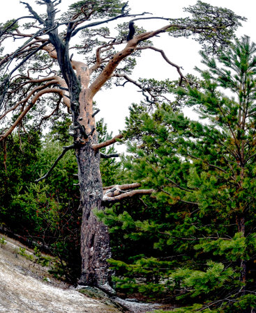 old burnt mangled pine tree on top of a hillの写真素材