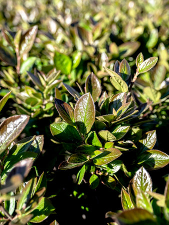first spring young green leaves with a reddish tint on ornamental bushes, macro