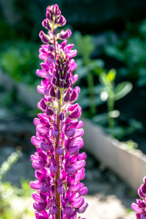 bright blooming purple Lupine in the garden illuminated by the sun