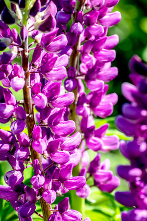 bright blooming purple Lupine in the garden illuminated by the sunの写真素材