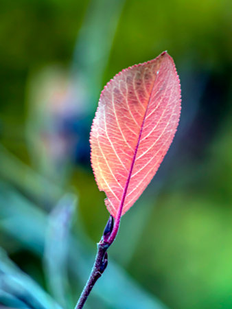 red autumn leaves on the branches of black-fruited mountain ash on a blurred natural backgroundの写真素材
