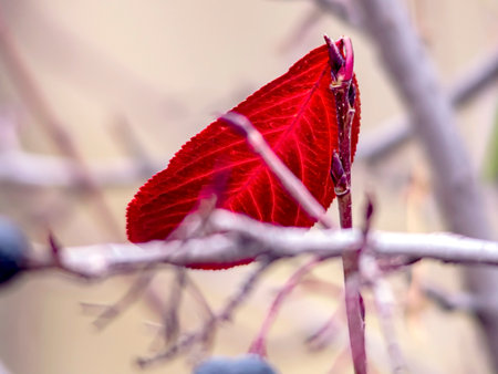 red autumn leaves on the branches of black-fruited mountain ash on a blurred natural background