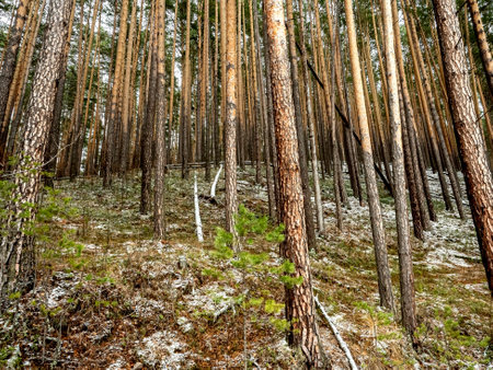 pine trunks on the hillside at the beginning of winterの写真素材