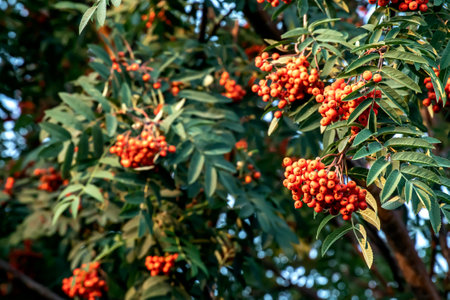 fresh ripe red mountain ash on branchesの写真素材