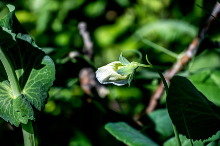 white fresh pea flowers in the garden on a blurred natural backgroundの写真素材