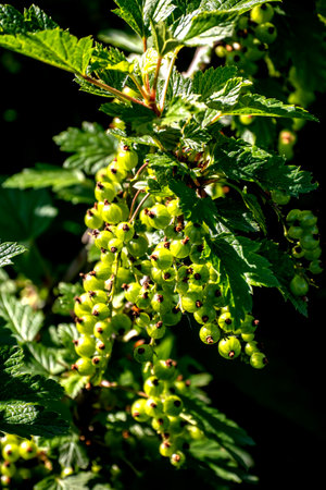 green unripe red currant on the branches in the gardenの写真素材