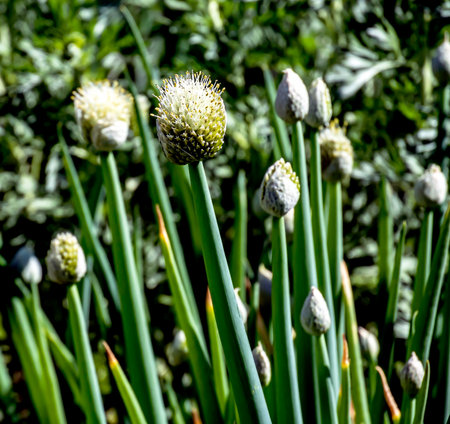 buds of a beautiful flowering onion in the garden, macroの写真素材