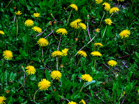 bloomed the first spring flowers dandelions under the bright sun among the withered grass