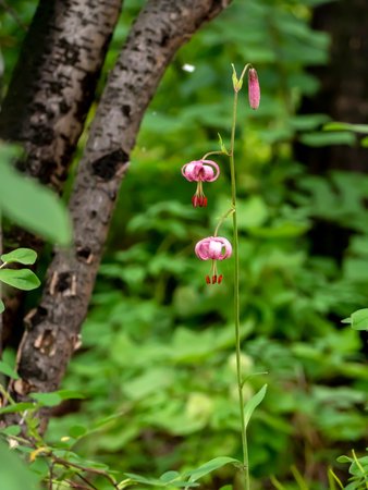 Lily martagon, a beautiful forest pink flower with morning dew drops on the petals, macroの写真素材