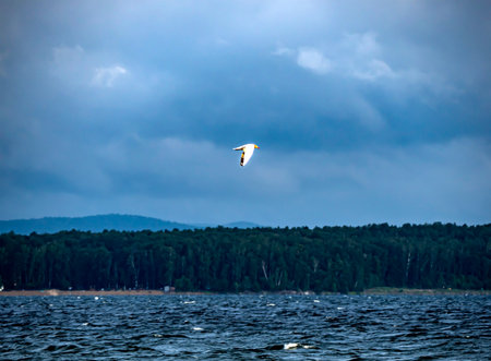 seagull flies over the lake against the background of a cloudy morning skyの写真素材