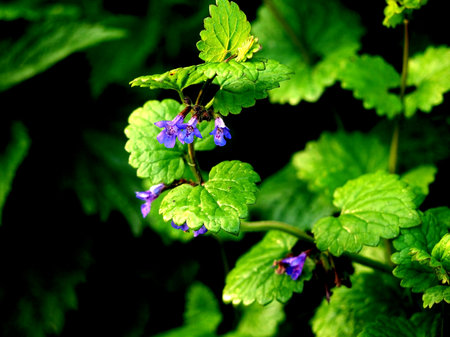 small beautiful purple flowers resembling bells bear the Latin name Glechoma hederaceaの写真素材