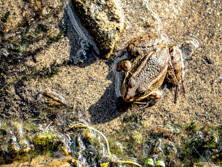 ordinary frog sits on the sand near the lake in summer at noonの写真素材