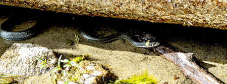 reptile with the Latin name Natrix natrix sits in the water on the shore of the lake, and tracks...
