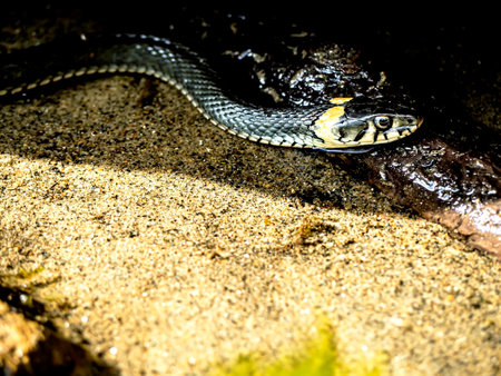 reptile with the Latin name Natrix natrix sits in the water on the shore of the lake, and tracks...