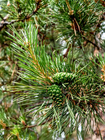 fresh young green cones among pine needles on tree branches, macro