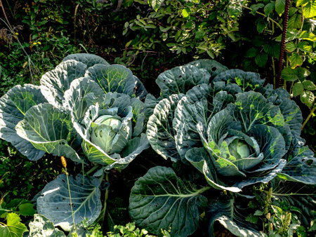 ripening cabbage heads in the garden on the bedの写真素材