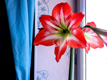 gentle beautiful large red Amaryllis flowers on the windowsillの写真素材