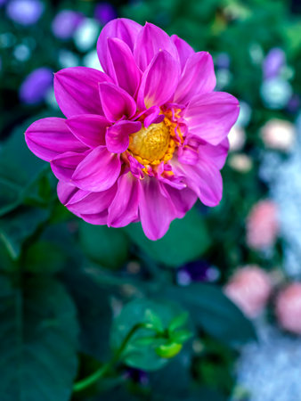 pink dahlias in the garden on a blurred natural backgroundの写真素材