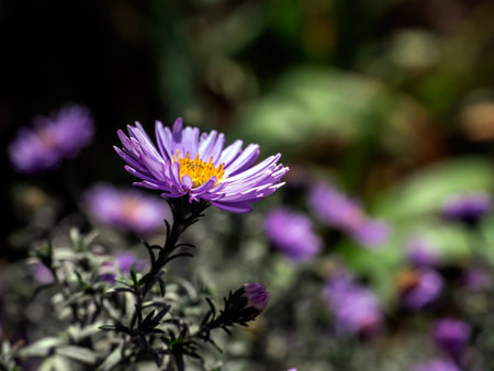 fresh bright autumn purple flowers with the Latin name Symphyotrichum novi-belgii in the gardenの写真素材