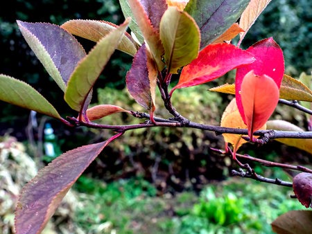 red autumn leaves on the branches of black-fruited mountain ash on a blurred natural background