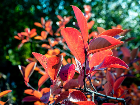 red autumn leaves on the branches of black-fruited mountain ash on a blurred natural backgroundの写真素材