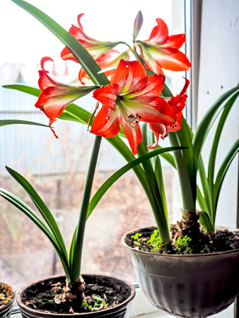 big red delicate beautiful amaryllis flower, a plant with the Latin name Amaryllisの写真素材