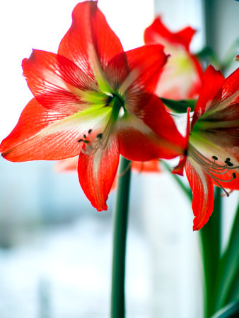 big red delicate beautiful amaryllis flower, a plant with the Latin name Amaryllisの写真素材