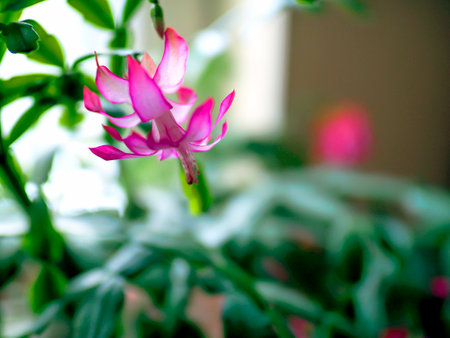 a delicate fresh flower of a Christmas cactus, a plant with the Latin name Schlumbergera, on the windowsillの写真素材