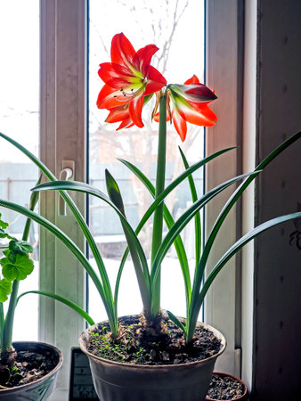 big red delicate beautiful amaryllis flower, a plant with the Latin name Amaryllisの写真素材