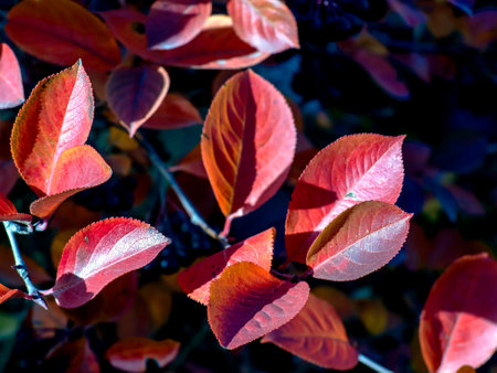 red autumn leaves on the branches of black-fruited mountain ash on a blurred natural backgroundの写真素材