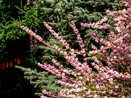 cherry blossom bush in the early morning in the city park