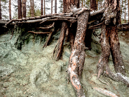 protruding roots on the shore of a flooded quarry in a forest called Talc stone near Yekaterinburg...