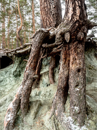 protruding roots on the shore of a flooded quarry in a forest called Talc stone near Yekaterinburg at the beginning of winter, previously mineral talc was mined hereの写真素材