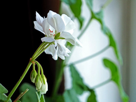 delicate white geranium flower growing in a pot on the windowsill, narrow focus area, macro