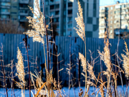 fluffy ears of weeds in winter on a blurred natural backgroundの写真素材