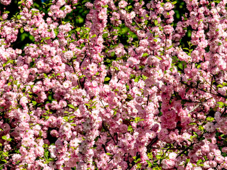 bright first cherry blossoms bloomed in the city garden