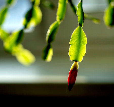 a delicate fresh flower of a Christmas cactus, a plant with the Latin name Schlumbergera, on the windowsillの写真素材