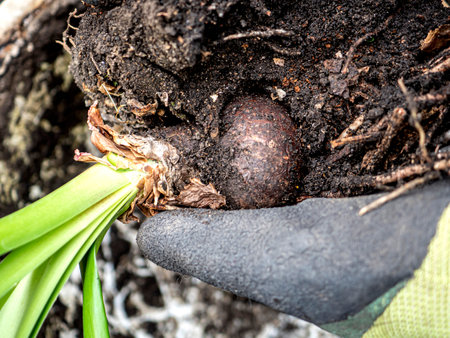 Amaryllis flower bulbs with clods of earth close-upの写真素材