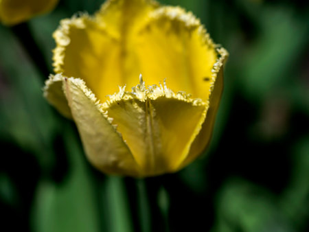 yellow tulips with double petals on a garden bed in the early morning illuminated by the sunの写真素材